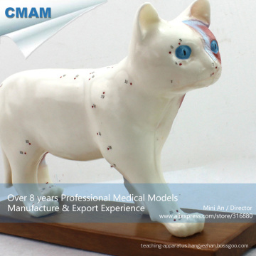 A04(12004) Medical Education Plastic Anatomy Cat Acupuncture Animal Model 12004